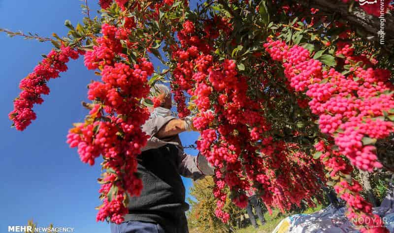 تصویر 3 از خرید و فروش زرشک شاخه ای با شرایط فوق العاده